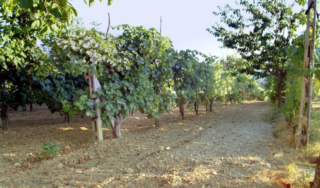 Belvedere Cramaccioli Vigne Eksteriør bilde